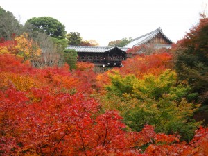 京都東福寺の紅葉